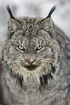 Canada Lynx (Lynx canadensis), Alaska