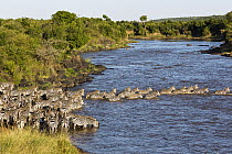 Zebra (Equus quagga) herd crossing river during migration, Mara River, Masai Mara, Kenya