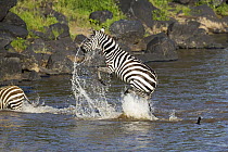 Zebra (Equus quagga) mother evading Nile Crocodile (Crocodylus niloticus), Mara River, Masai Mara, Kenya. Sequence 4 of 10