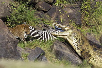 Leopard (Panthera pardus) and returning Nile Crocodile (Crocodylus niloticus) competing over Zebra (Equus quagga) prey, foal has rejoined family, Mara River, Masai Mara, Kenya. Sequence 8 of 10