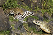 Leopard (Panthera pardus) and returning Nile Crocodile (Crocodylus niloticus) competing over Zebra (Equus quagga) prey, foal has rejoined family, Mara River, Masai Mara, Kenya. Sequence 9 of 10