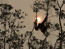 Orangutan (Pongo pygmaeus) sub-adult male in trees in haze caused by forest clearing, West Kalimantan, Borneo, Indonesia. October, 2015