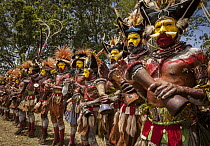Huli men in ritual make-up and traditional clothing dancing during a sing-sing, Goroka Show, Goroka, Eastern Highlands, Papua New Guinea