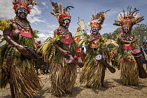Women in ritual make-up and traditional clothing dancing during a sing-sing, Goroka Show, Goroka, Eastern Highlands, Papua New Guinea
