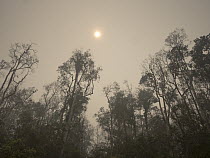 Tropical rainforest in dense haze caused by fire, set by humans to clear rainforest, Tanjung Puting National Park, Central Kalimantan, Borneo, Indonesia. October, 2015