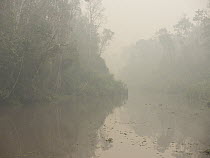 Tropical rainforest along Camp Leakey River in dense haze caused by fire, set by humans to clear rainforest, Tanjung Puting National Park, Central Kalimantan, Borneo, Indonesia. October, 2015