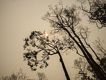 Tropical rainforest in dense haze caused by fire, set by humans to clear rainforest, Tanjung Puting National Park, Central Kalimantan, Borneo, Indonesia. October, 2015