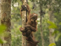 Orangutan (Pongo pygmaeus) young above mother, Tanjung Puting National Park, Central Kalimantan, Borneo, Indonesia. October, 2015