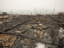 Burned rainforest, cleared for oil palm agriculture, Central Kalimantan, Borneo, Indonesia. October, 2015