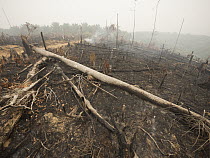 Burned rainforest, cleared for oil palm agriculture, Central Kalimantan, Borneo, Indonesia. October, 2015