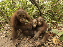 Orangutan (Pongo pygmaeus) orphans during air pollution incident caused by fires, Yayasan IAR, Ketapang, West Kalimantan, Borneo, Indonesia. October, 2015