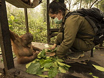 Orangutan (Pongo pygmaeus) caretaker bringing orphan supplemental food during air pollution incident caused by burning forests, Yayasan IAR, Ketapang, West Kalimantan, Borneo, Indonesia. October, 2015