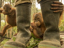Orangutan (Pongo pygmaeus) orphans and caretaker during air pollution incident caused by burning forests, Yayasan IAR, Ketapang, West Kalimantan, Borneo, Indonesia. October, 2015