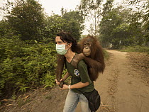 Orangutan (Pongo pygmaeus) caretaker, Karmele Llano Sanchez, carrying orphan during air pollution incident caused by burning forests, Yayasan IAR, Ketapang, West Kalimantan, Borneo, Indonesia. October...