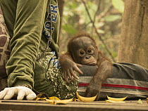 Orangutan (Pongo pygmaeus) orphan resting on caretaker during air pollution incident caused by burning forests, Yayasan IAR, Ketapang, West Kalimantan, Borneo, Indonesia. October, 2015
