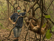 Orangutan (Pongo pygmaeus) caretaker, Karmele Llano Sanchez, watching orphans during air pollution incident caused by fires, Yayasan IAR, Ketapang, West Kalimantan, Borneo, Indonesia. October, 2015