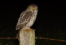 Barking Owl (Ninox connivens) perching on fence post at night, Yungaburra, Queensland, Australia