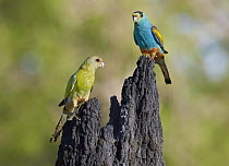 Golden-shouldered Parrot (Psephotus chrysopterygius) pair, Musgrave, Cape York Peninsula, Australia