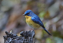 Hill Blue-Flycatcher (Cyornis banyumas) male, Gaoligongshan National Nature Reserve, Yunnan Province, China