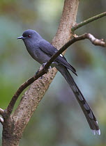Long-tailed Sibia (Heterophasia picaoides), Gaoligongshan National Nature Reserve, Yunnan Province, China
