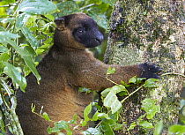 Lumholtz's Tree-kangaroo (Dendrolagus lumholtzi) male, Malanda, Queensland, Australia
