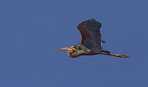 Purple Heron (Ardea purpurea) flying, Inle Lake, Myanmar