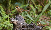 Rusty-capped Fulvetta (Alcippe dubia), Gaoligongshan National Nature Reserve, Yunnan Province, China