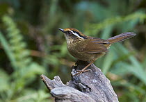 Rusty-capped Fulvetta (Alcippe dubia), Gaoligongshan National Nature Reserve, Yunnan Province, China