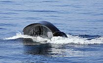 Blue Whale (Balaenoptera musculus) gulp feeding on krill, Nine Mile Bank, San Diego, California