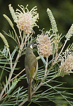 Lewin's Honeyeater (Meliphaga lewinii) feeding on Grevillea (Grevillea sp) flower nectar, Lamington National Park, Queensland, Australia