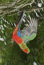 Australian King Parrot (Alisterus scapularis) sub-adult male flying, Lamington National Park, Queensland, Australia