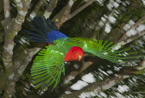 Australian King Parrot (Alisterus scapularis) male flying, Lamington National Park, Queensland, Australia