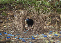 Satin Bowerbird (Ptilonorhynchus violaceus) male in bower decorated with blue objects and yellow flowers, Lamington National Park, Queensland, Australia