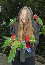 Australian King Parrot (Alisterus scapularis) flock and Crimson Rosella (Platycercus elegans) being fed by tourist, Lamington National Park, Queensland, Australia