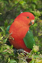 Australian King Parrot (Alisterus scapularis) male, Lamington National Park, Queensland, Australia