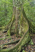 Black Booyong (Argyrodendron actinophyllum) tree with buttress root, Lamington National Park, Queensland, Australia