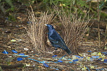 Satin Bowerbird (Ptilonorhynchus violaceus) male in bower decorated with blue objects and yellow flowers, Lamington National Park, Queensland, Australia