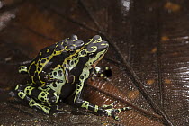 Toad (Atelopus sp) pair in amplexus, new undescribed species, native to Ecuador