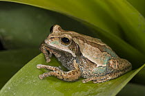 Marsupial Frog (Gastrotheca agramma), native to Ecuador