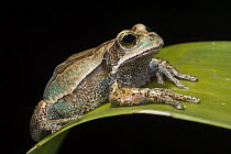 Marsupial Frog (Gastrotheca agramma), native to Ecuador