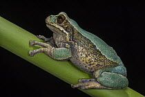 Marsupial Frog (Gastrotheca litonedis), native to Ecuador