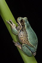 Marsupial Frog (Gastrotheca litonedis), native to Ecuador