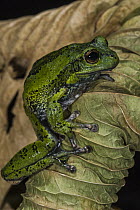 Andean Marsupial Tree Frog (Gastrotheca elicioi), new species, native to Ecuador