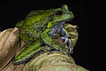 Andean Marsupial Tree Frog (Gastrotheca elicioi), new species, native to Ecuador