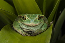 Silver Marsupial Frog (Gastrotheca plumbea), Chimborazo, Ecuador