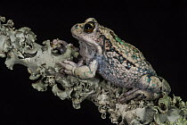 San Lucas Marsupial Frog (Gastrotheca pseustes) blending into lichen, native to South America