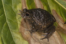 Marsupial Frog (Gastrotheca riobambae) female with eggs in dorsal pouch, native to South America