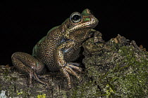 Marsupial Frog (Gastrotheca sp), new species, native to South America