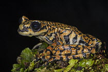 Prince Charles Stream Tree Frog (Hyloscirtus princecharlesi), new species, native to South America