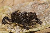 Andean Plump Toad (Osornophryne occidentalis), new species, native to Ecuador